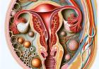 Basic Information about Female External Genital Organs